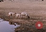 Standbild Indian Village Indien, 1956, aus Sekunde 52 historischem Filmmaterial Videoclip 65675043053