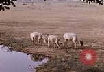 Standbild Indian Village Indien, 1956, aus Sekunde 53 historischem Filmmaterial Videoclip 65675043053