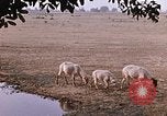 Standbild Indian Village Indien, 1956, aus Sekunde 54 historischem Filmmaterial Videoclip 65675043053