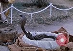 Standbild Snake Charmer Indien, 1956, aus Sekunde 12 historischem Filmmaterial Videoclip 65675043054