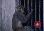 Standbild Swayambhunath Kathmandu Hill in den 1960er Jahren Kathmandu Nepal, 1969, aus Sekunde 3 historischem Filmmaterial Videoclip 65675043059