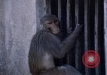 Standbild Swayambhunath Kathmandu Hill in den 1960er Jahren Kathmandu Nepal, 1969, aus Sekunde 4 historischem Filmmaterial Videoclip 65675043059