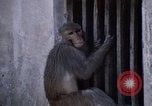Standbild Swayambhunath Kathmandu Hill in den 1960er Jahren Kathmandu Nepal, 1969, aus Sekunde 5 historischem Filmmaterial Videoclip 65675043059