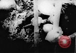 Standbild Viet Cong Soldaten Vietnam, 1967, aus Sekunde 53 historischem Filmmaterial Videoclip 65675043131