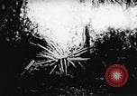 Image le Viet Cong soldats Vietnam, 1967, de la seconde 33 séquences d'archives historiques vidéo 65675043132