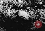 Immagine di Il Viet Cong soldati Il Vietnam, 1967, secondo 38 filmato di repertorio 65675043138