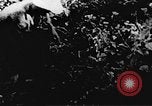 Immagine di Il Viet Cong soldati Il Vietnam, 1967, secondo 40 filmato di repertorio 65675043138