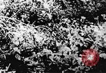 Immagine di Il Viet Cong soldati Il Vietnam, 1967, secondo 45 filmato di repertorio 65675043138
