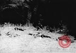 Immagine di Il Viet Cong soldati Il Vietnam, 1967, secondo 18 filmato di repertorio 65675043140