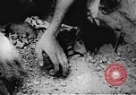 Image of Viet Cong soldiers Vietnam, 1967, second 8 stock footage video 65675043142
