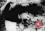 Image of Viet Cong soldiers Vietnam, 1967, second 24 stock footage video 65675043142