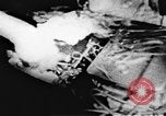 Image le Viet Cong soldats Vietnam, 1967, de la seconde 9 séquences d'archives historiques vidéo 65675043143