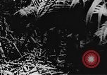 Immagine di Il Viet Cong soldati Il Vietnam, 1967, secondo 3 filmato di repertorio 65675043144