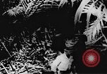 Immagine di Il Viet Cong soldati Il Vietnam, 1967, secondo 11 filmato di repertorio 65675043144