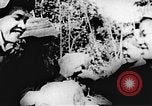 Immagine di Il Viet Cong soldati Il Vietnam, 1967, secondo 56 filmato di repertorio 65675043145