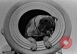 Image of King George V Orkney Islands Scotland, 1917, second 55 stock footage video 65675043156