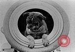 Image of King George V Orkney Islands Scotland, 1917, second 59 stock footage video 65675043156
