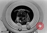 Image of King George V Orkney Islands Scotland, 1917, second 60 stock footage video 65675043156