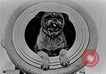 Image of King George V Orkney Islands Scotland, 1917, second 61 stock footage video 65675043156
