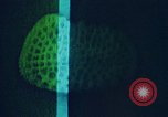 Image of Biological samples in deep ocean floor drilling cores United States USA, 1974, second 44 stock footage video 65675043174