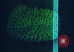 Image of Biological samples in deep ocean floor drilling cores United States USA, 1974, second 45 stock footage video 65675043174