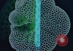 Image of Biological samples in deep ocean floor drilling cores United States USA, 1974, second 48 stock footage video 65675043174