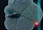 Image of Biological samples in deep ocean floor drilling cores United States USA, 1974, second 49 stock footage video 65675043174