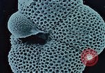 Image of Biological samples in deep ocean floor drilling cores United States USA, 1974, second 50 stock footage video 65675043174
