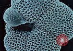 Image of Biological samples in deep ocean floor drilling cores United States USA, 1974, second 51 stock footage video 65675043174