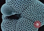 Image of Biological samples in deep ocean floor drilling cores United States USA, 1974, second 52 stock footage video 65675043174