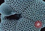 Image of Biological samples in deep ocean floor drilling cores United States USA, 1974, second 53 stock footage video 65675043174