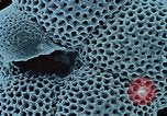 Image of Biological samples in deep ocean floor drilling cores United States USA, 1974, second 54 stock footage video 65675043174