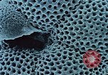 Image of Biological samples in deep ocean floor drilling cores United States USA, 1974, second 55 stock footage video 65675043174
