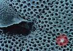 Image of Biological samples in deep ocean floor drilling cores United States USA, 1974, second 56 stock footage video 65675043174