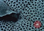 Image of Biological samples in deep ocean floor drilling cores United States USA, 1974, second 57 stock footage video 65675043174
