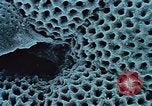 Image of Biological samples in deep ocean floor drilling cores United States USA, 1974, second 58 stock footage video 65675043174