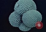 Image of Biological samples in deep ocean floor drilling cores United States USA, 1974, second 59 stock footage video 65675043174