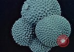 Image of Biological samples in deep ocean floor drilling cores United States USA, 1974, second 61 stock footage video 65675043174