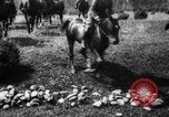 Image of Cavalry officers Pinerolo Italy, 1929, second 52 stock footage video 65675043265