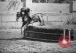 Image of The Corazzieri Italy, 1929, second 62 stock footage video 65675043284