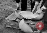 Image of United States Army Air Force target practice Italy, 1945, second 34 stock footage video 65675043288