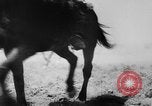 Standbild deutsche Truppen Frankreich, 1940, aus Sekunde 46 historischem Filmmaterial Videoclip 65675043294
