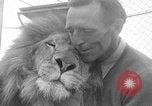 Image of Lion named King Tuffy Venice Beach Los Angeles California USA, 1935, second 14 stock footage video 65675043352