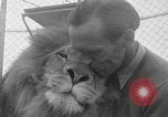 Image of Lion named King Tuffy Venice Beach Los Angeles California USA, 1935, second 15 stock footage video 65675043352