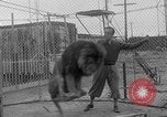 Image of Lion named King Tuffy Venice Beach Los Angeles California USA, 1935, second 19 stock footage video 65675043352