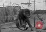 Image of Lion named King Tuffy Venice Beach Los Angeles California USA, 1935, second 20 stock footage video 65675043352