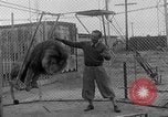 Image of Lion named King Tuffy Venice Beach Los Angeles California USA, 1935, second 21 stock footage video 65675043352