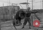 Image of Lion named King Tuffy Venice Beach Los Angeles California USA, 1935, second 22 stock footage video 65675043352