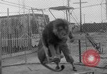 Image of Lion named King Tuffy Venice Beach Los Angeles California USA, 1935, second 23 stock footage video 65675043352