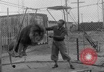 Image of Lion named King Tuffy Venice Beach Los Angeles California USA, 1935, second 24 stock footage video 65675043352
